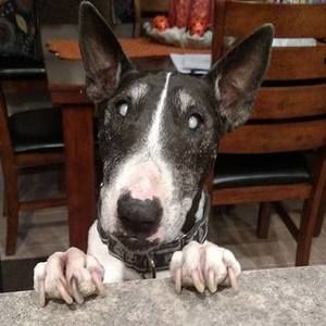 Meet your Posher, Gordon